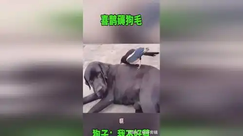  看狗的表情,被揪的龇牙咧嘴的
