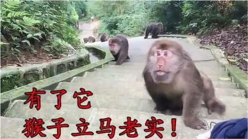 峨眉山猴子最害怕的东西,拿出来一亮,猴子就会乖乖闪一边