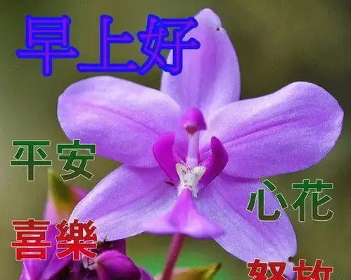  早上好温馨漂亮图片祝福语录,早晨好唯美动画表情问候语录