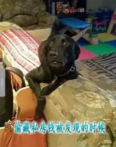  汪星人表情解读,没错,说的就是我