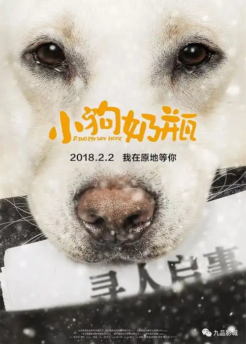  九品影城2018年2月4日影讯