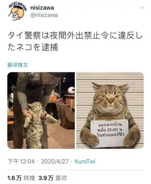  一只猫违反外出禁令被捕,拍摄罪犯照萌翻了,一看就是个惯犯