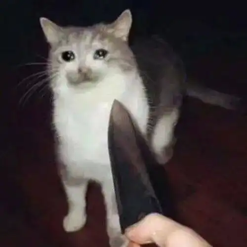 第68期喵表情内有69只萌猫,谨慎进入