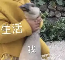 giao个微信表情包套路