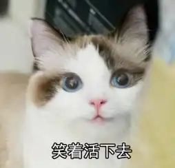 我要买这个表情包猫咪