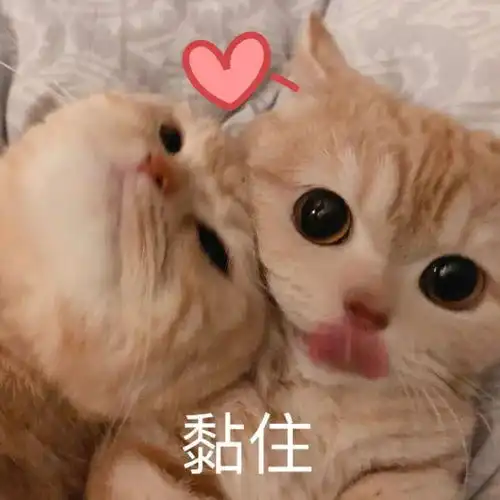  婚纱不知道怎么选