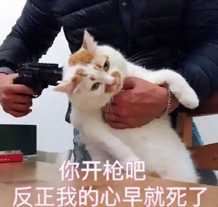 huh猫表情包动图嚣张