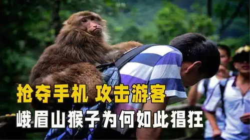  对游客大打出手,抢夺游客的手机,峨眉山的猴子为何如此嚣张