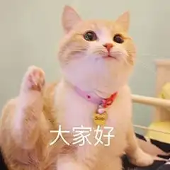 huh猫表情包动图过生日