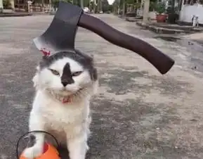  猫咪脑袋被斧子劈伤,却还能坚强站着,细细一看发现个大乌龙