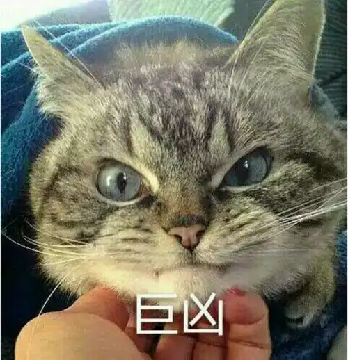 huh猫表情包动图预告