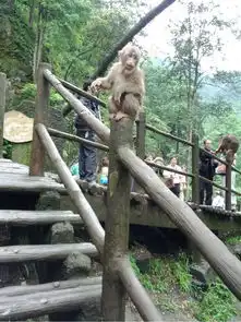  成都周边随心游3峨眉山