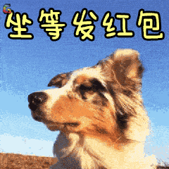  新年祝大家愿旺成真,十犬十美拜年必备祝福语表情包,速速收藏