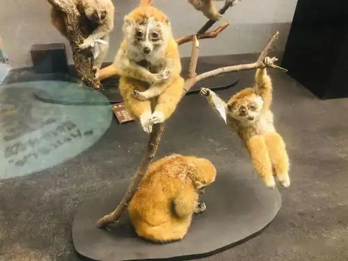  大眼萌倭蜂猴
