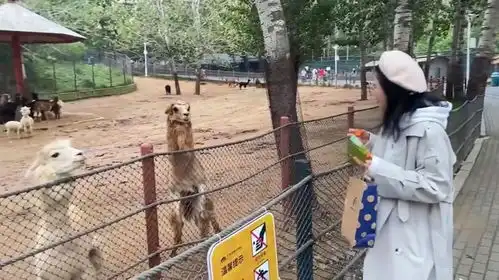  盘点让人无语的搞笑瞬间,羊驼吐口水报复小姐姐,太坏了