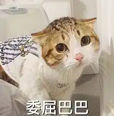 那些抛弃猫咪的借口,你做好对它负责的准备了么