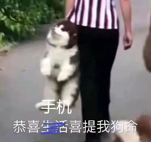  恭喜手机喜提我狗命